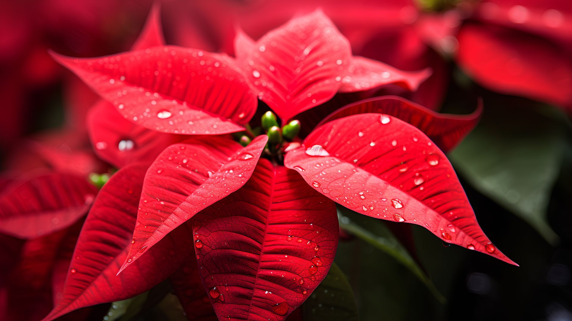 poinsettia plant