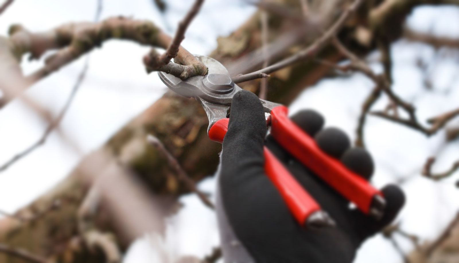 pruning apple tree