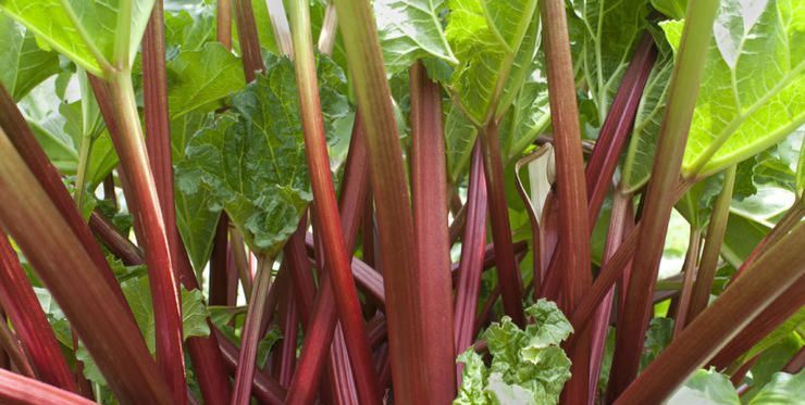 rhubarb growing