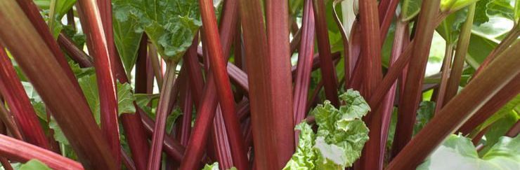 rhubarb stalks