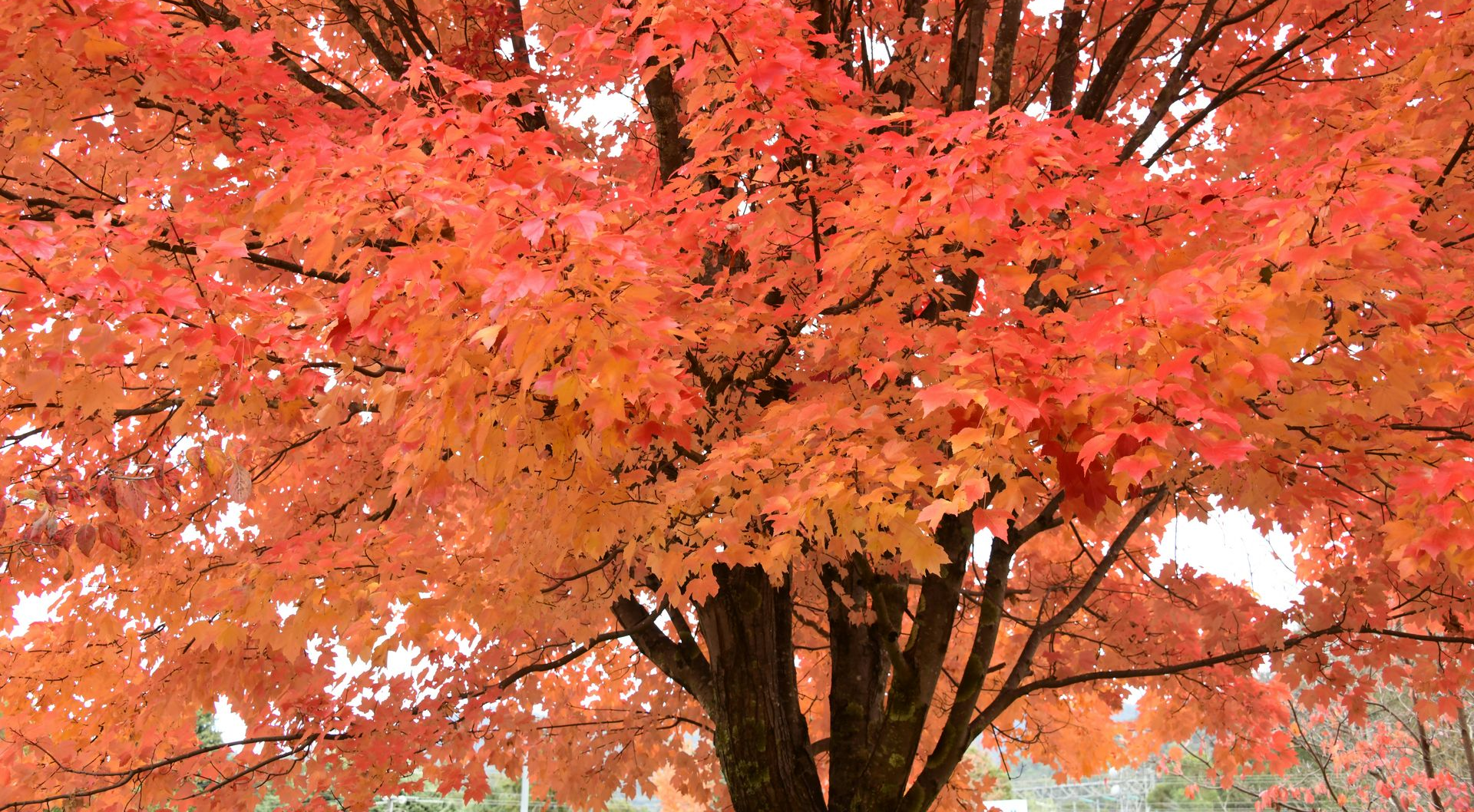 maple tree