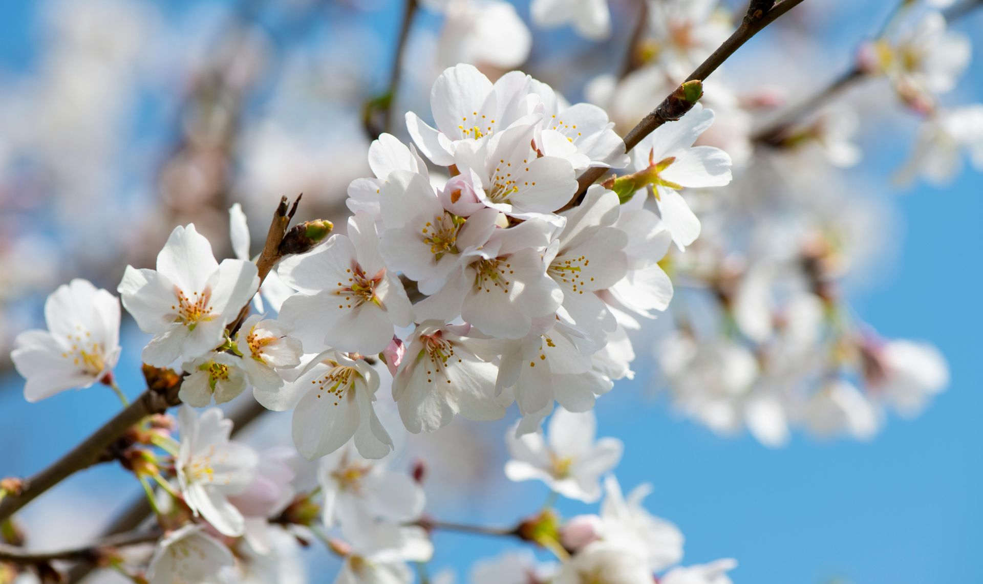 fruit tree blossom