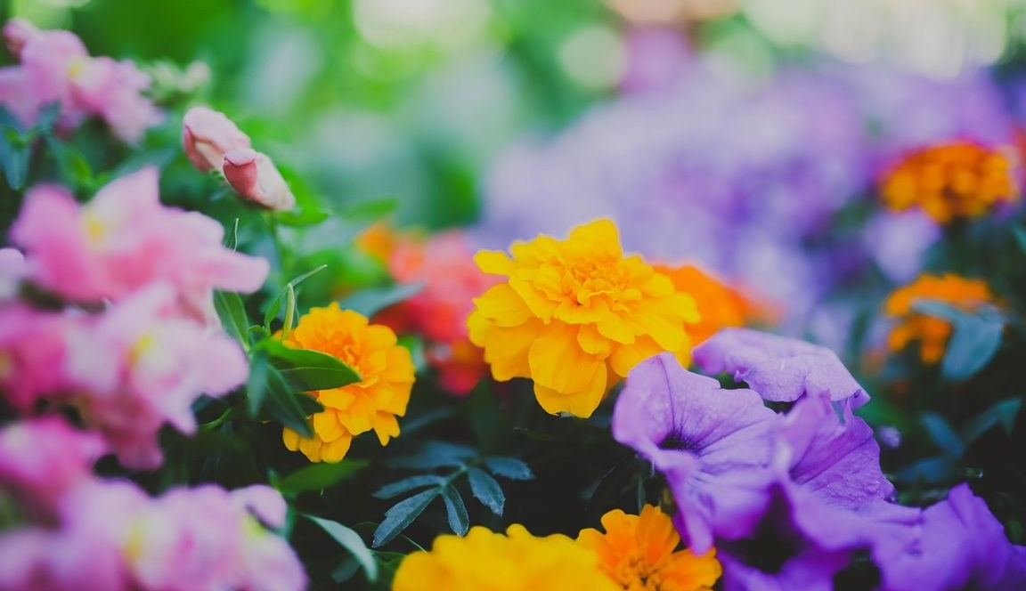 spring flowers