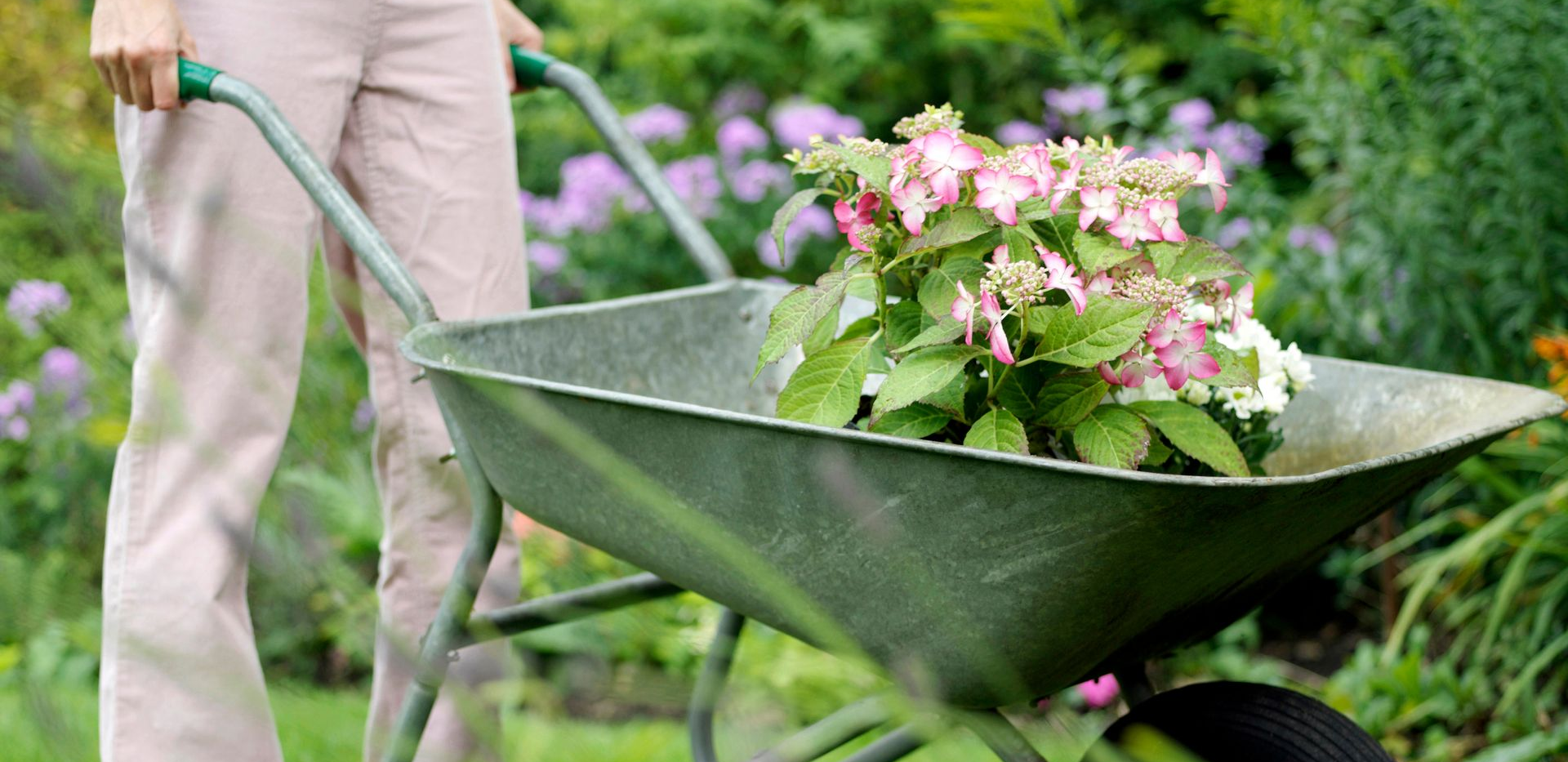 spring garden woman pushing wheelbarrow