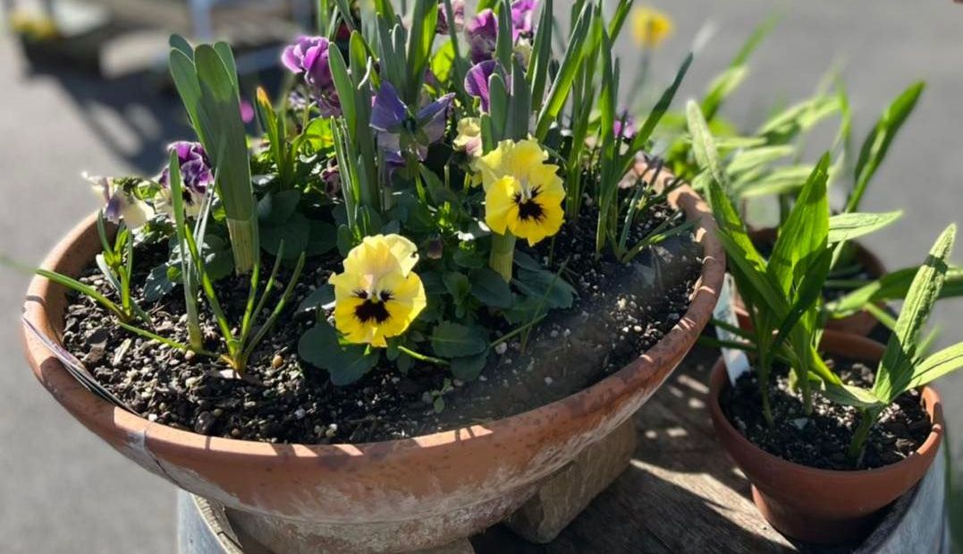 bulbs in pots