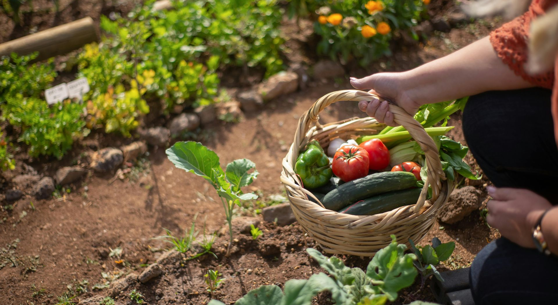 summer vegetable garden