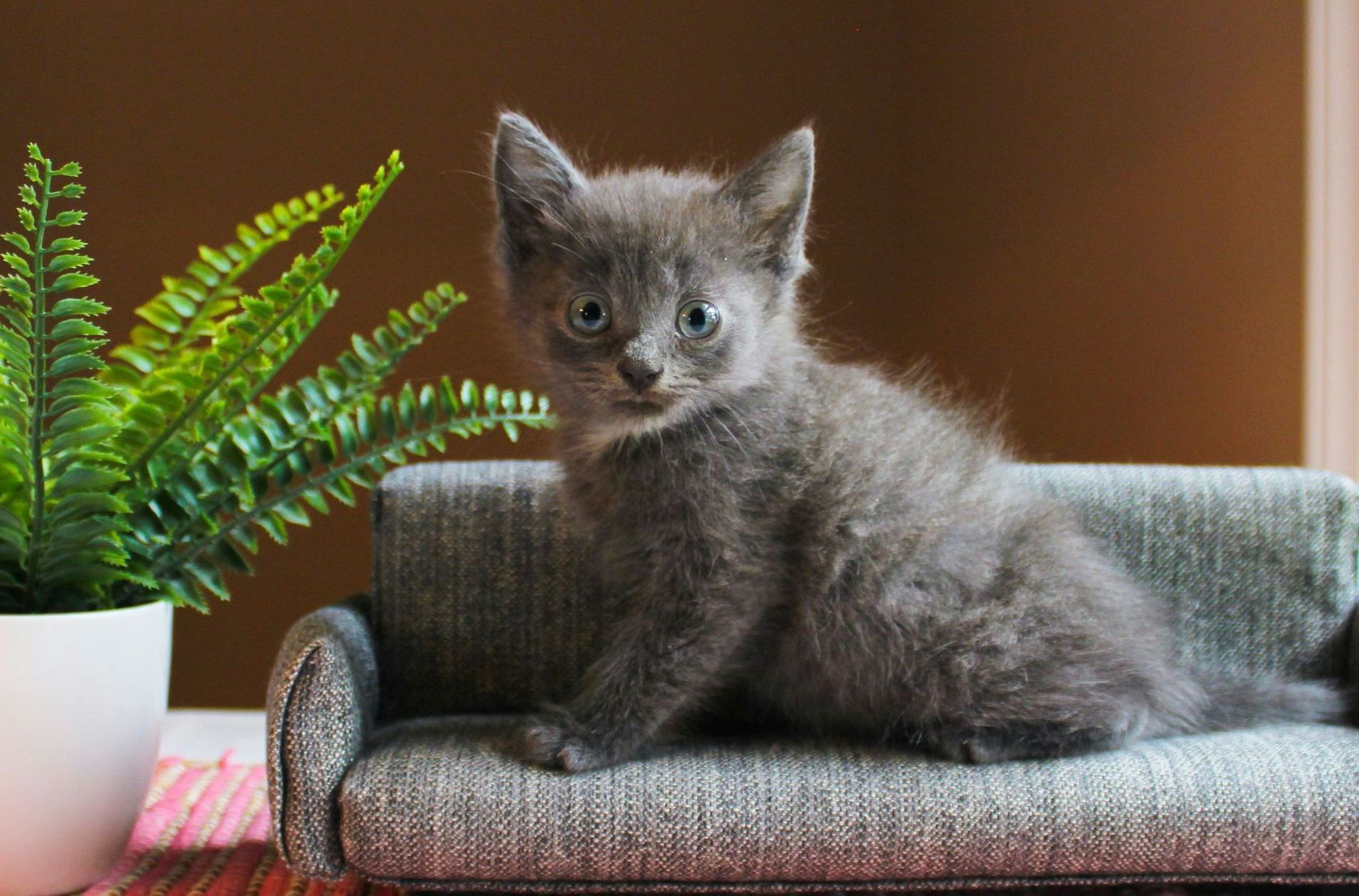 kitten on a couch boston fern in a pot