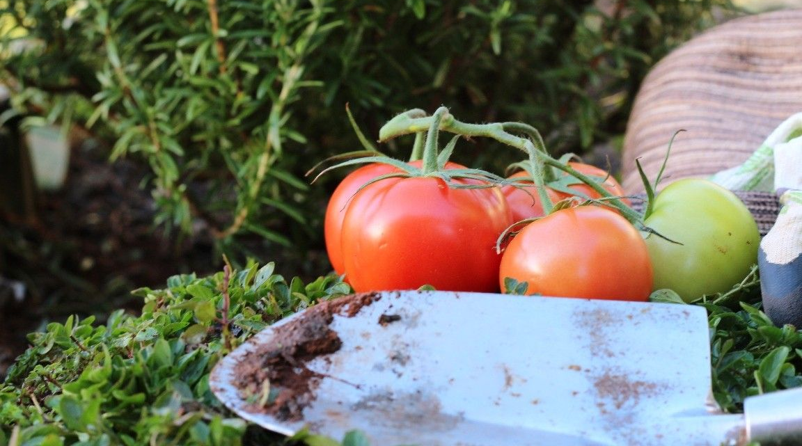 tomatoes and garden tool in foreground