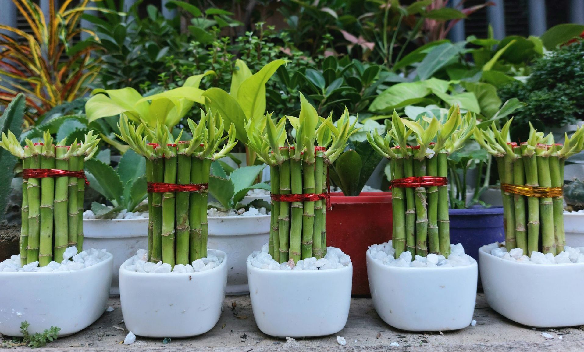 lucky bamboo