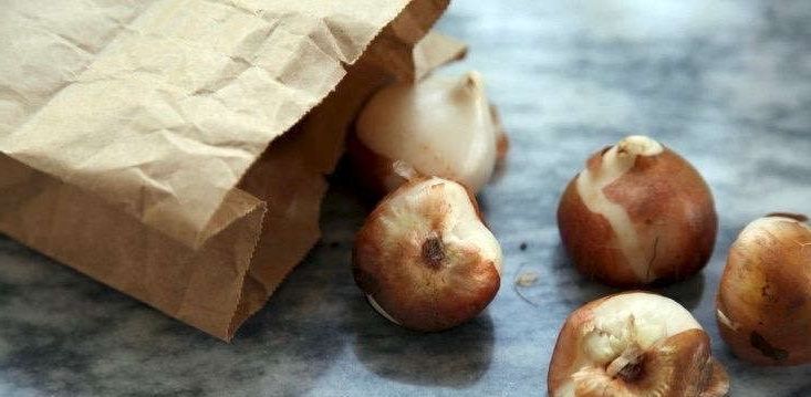 bulbs in paper bag
