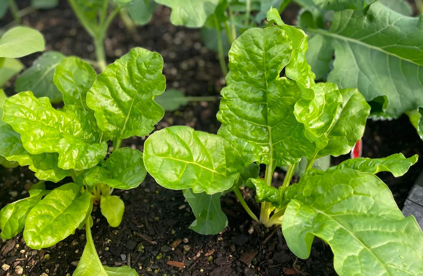 vegetable seedlings