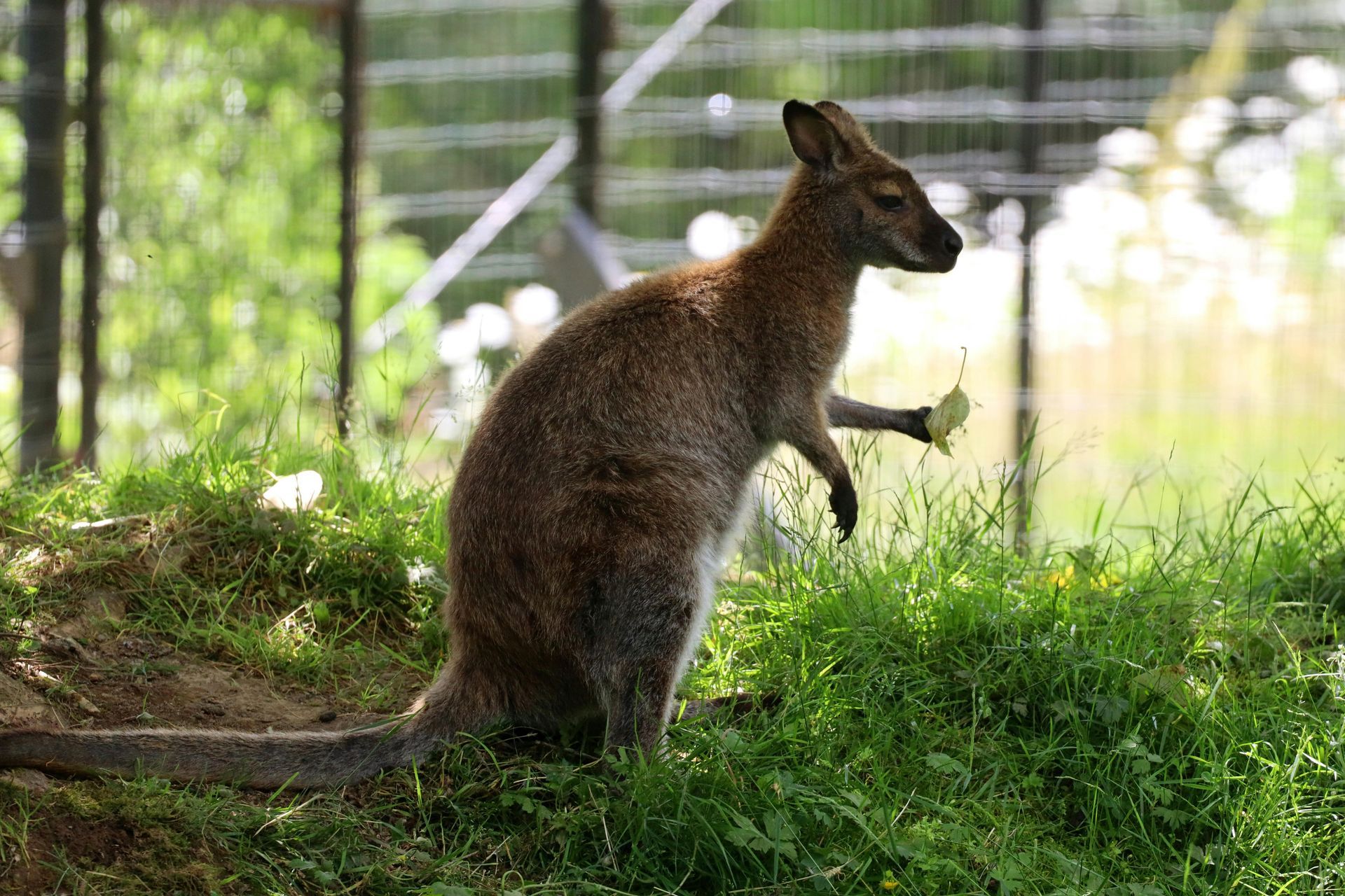 wallaby easting leaf