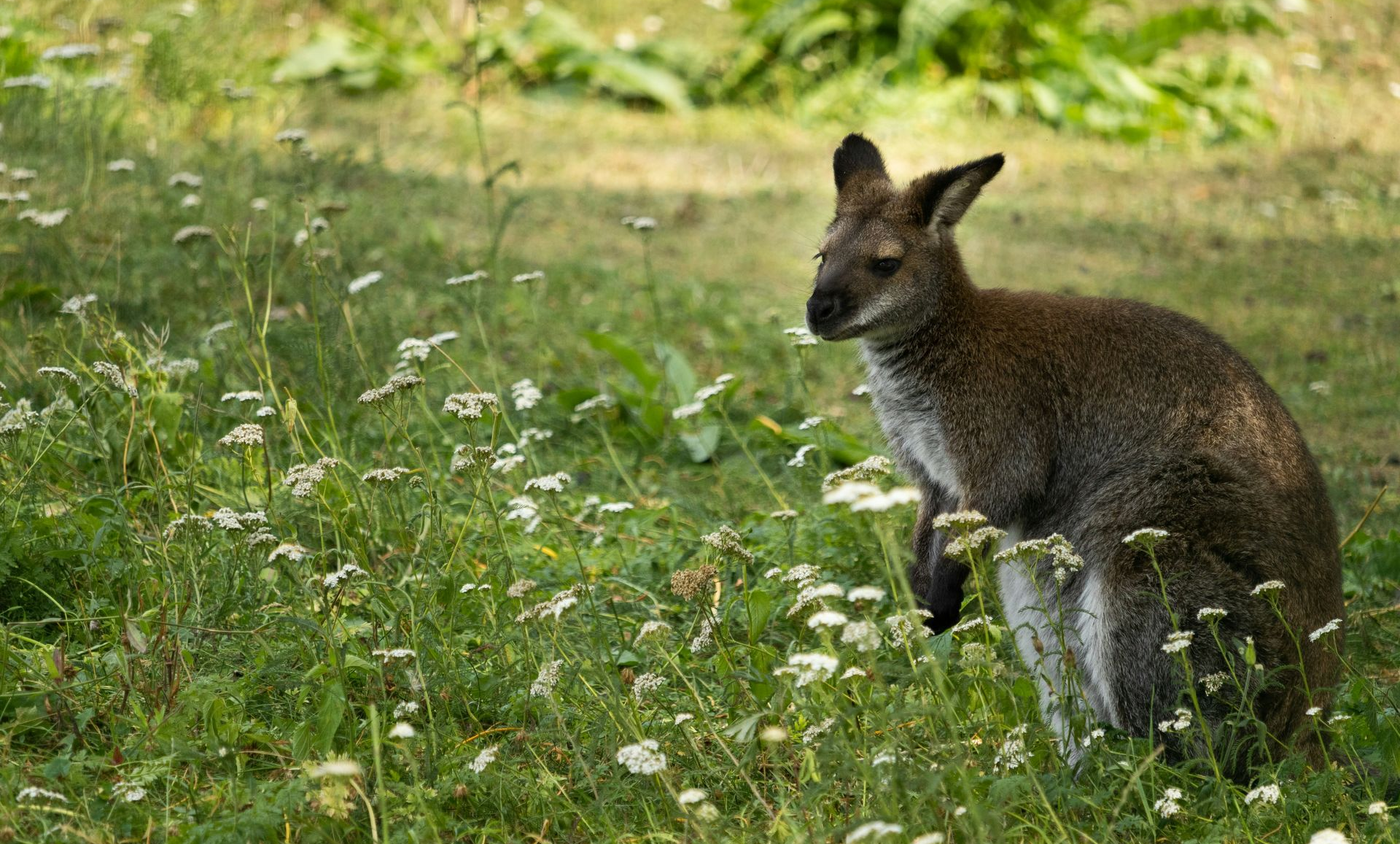 wallaby in flower field