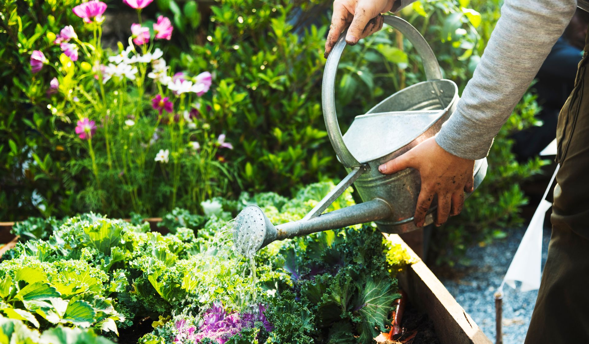 watering garden with watering can