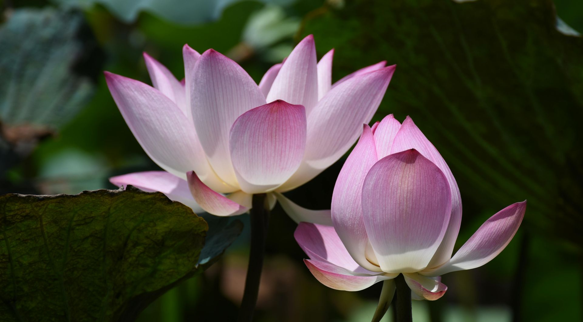 waterlily
