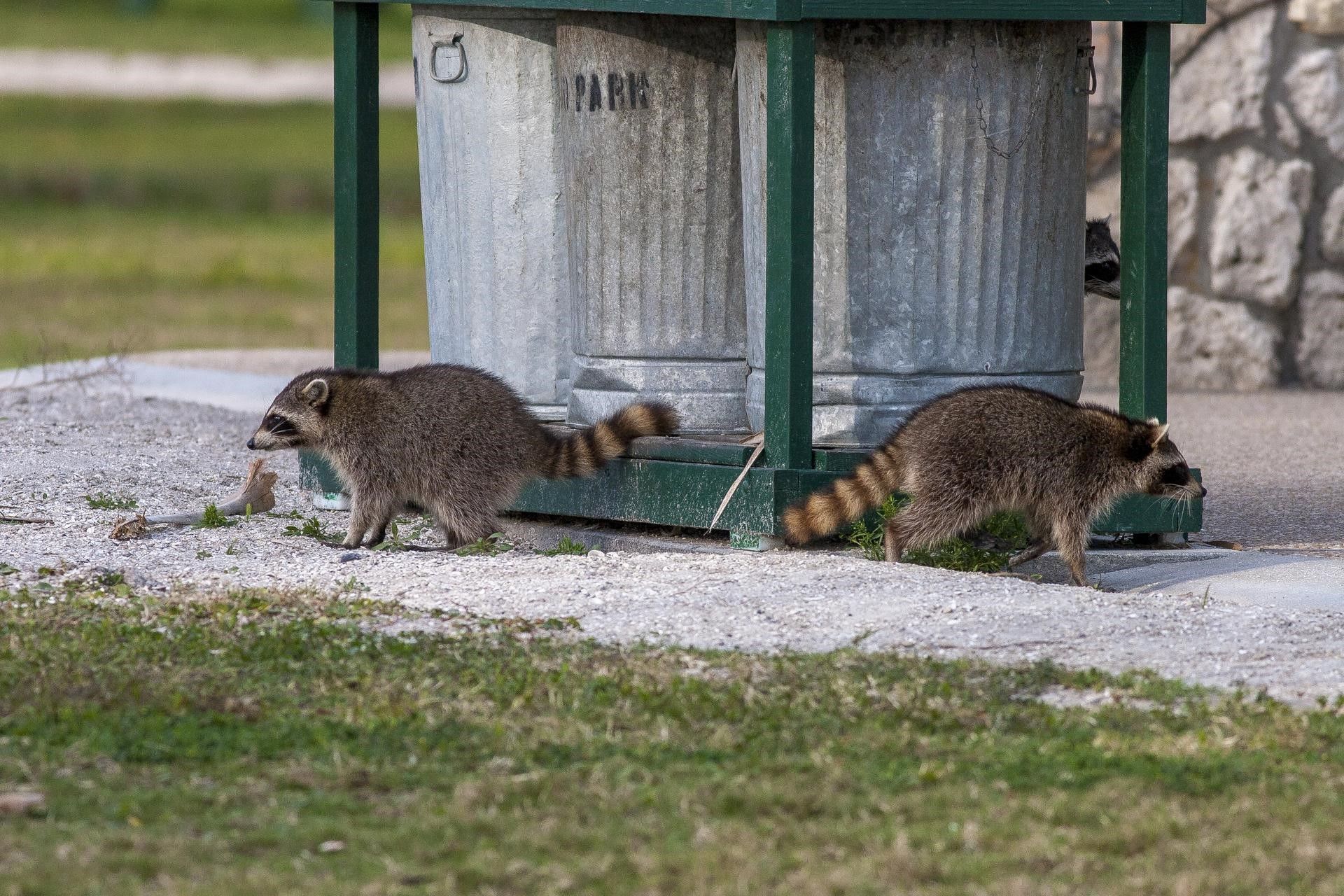Two raccoons are standing next to a trash can in a park.