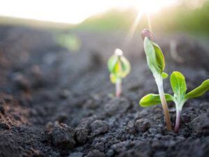Three small plants are growing out of the soil.