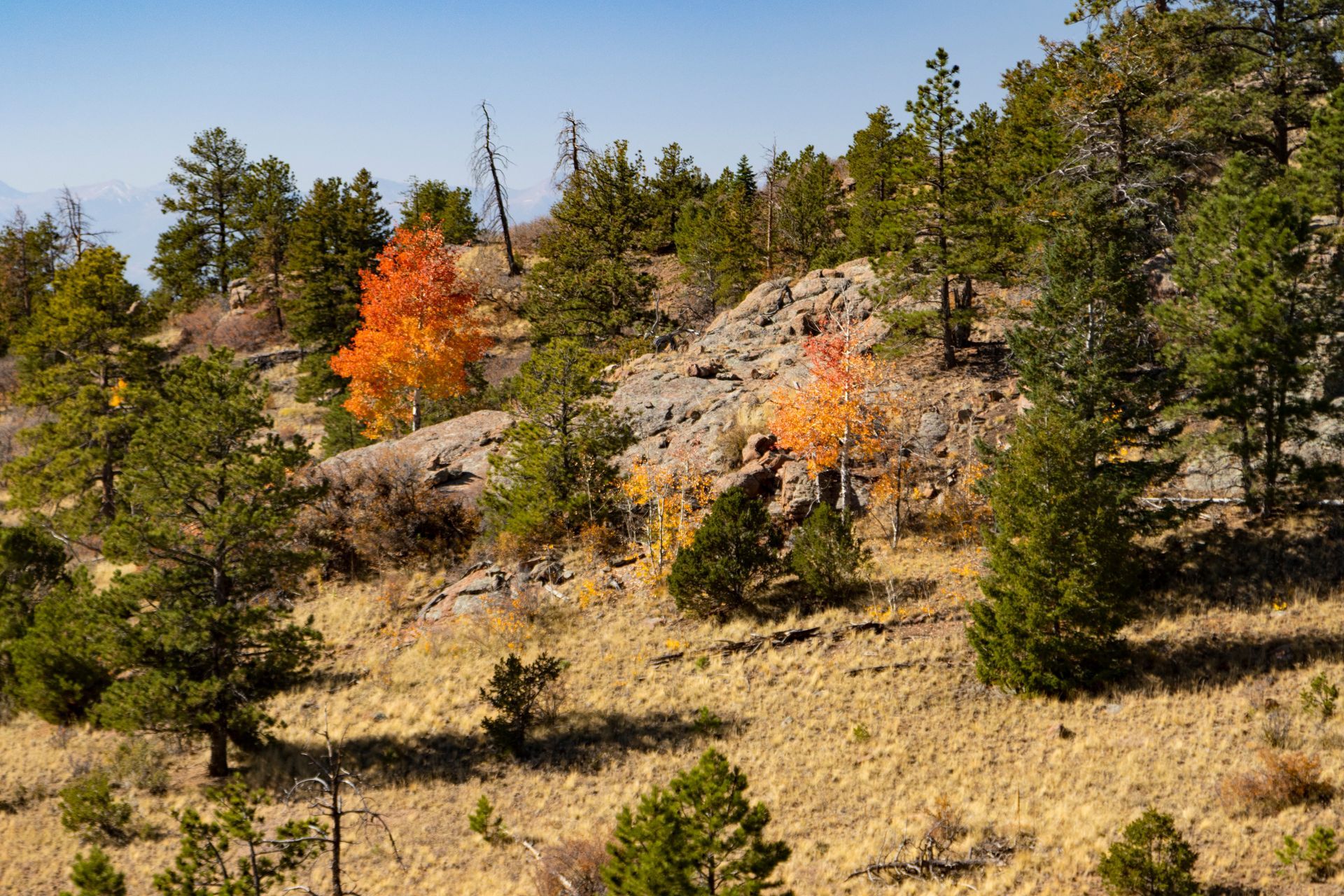 A tree with orange leaves is in the middle of a forest.