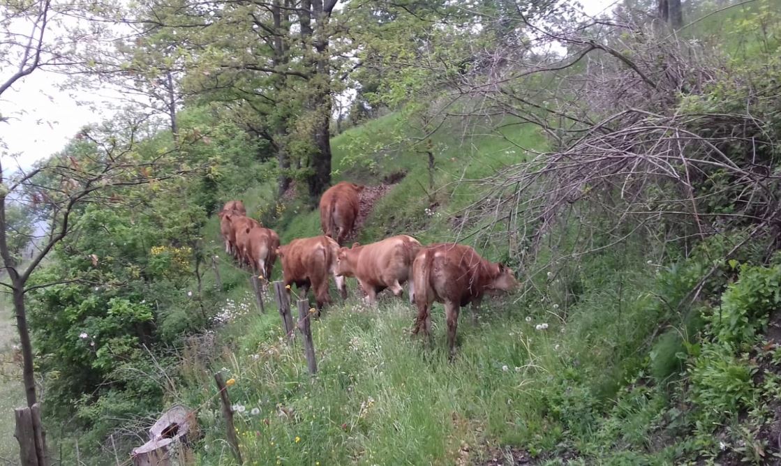 cooperativa di allevamenti biologici a Varese Ligure