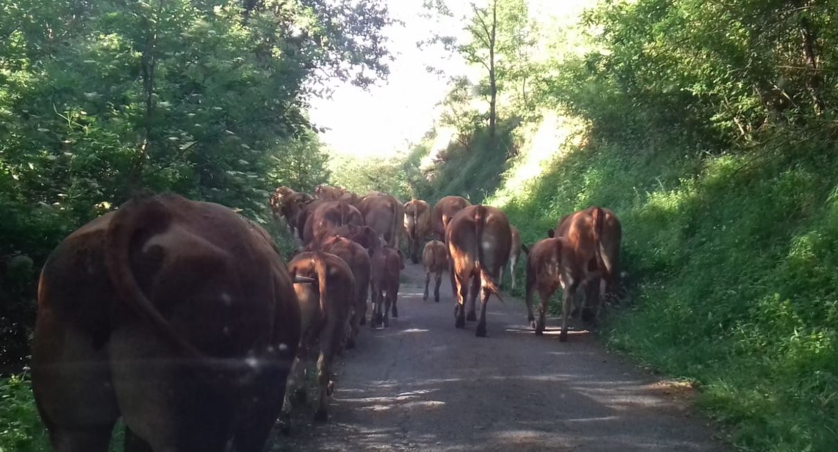 cooperativa di allevamenti biologici a Varese Ligure