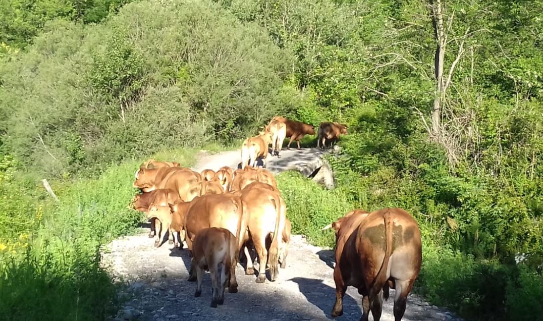 Allevamento bovini COOPERATIVA SAN PIETRO VARA VARESE LIGURE
