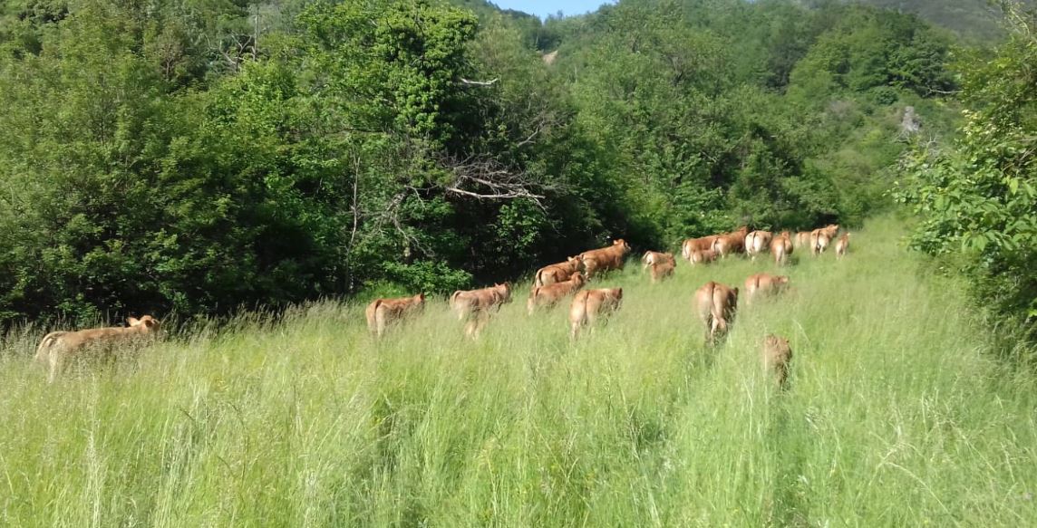 cooperativa di allevamenti biologici a Varese Ligure