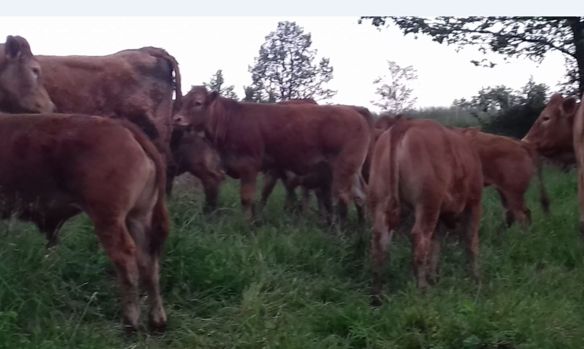 cooperativa di allevamenti biologici a Varese Ligure