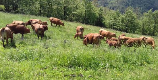 cooperativa di allevamenti biologici a Varese Ligure