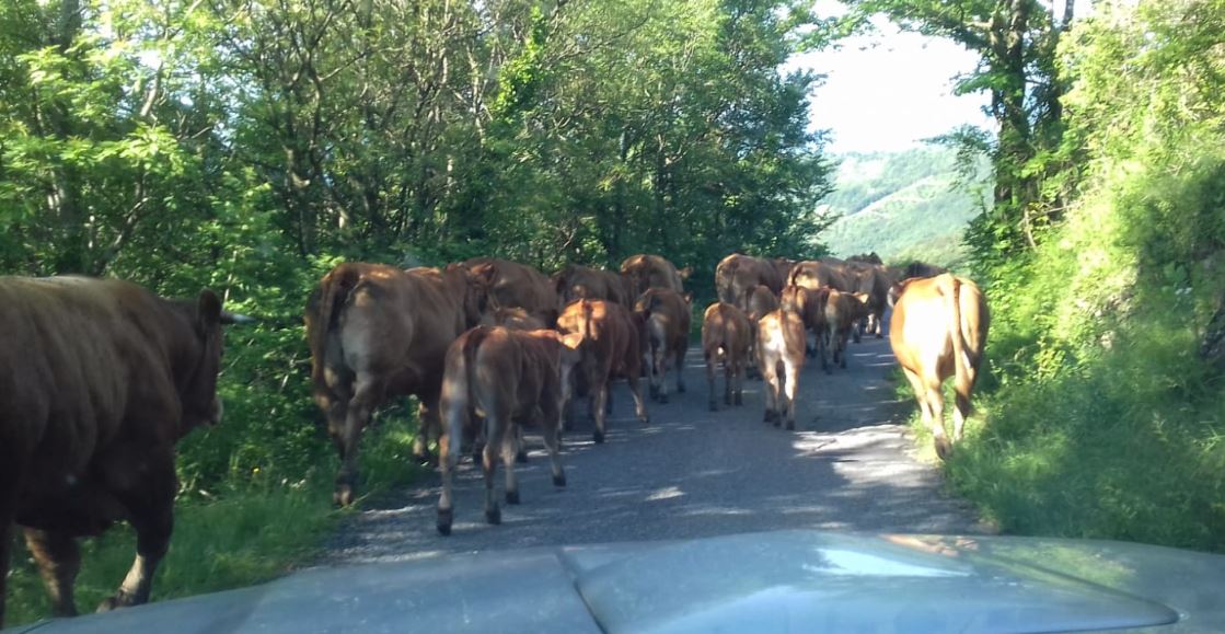 cooperativa di allevamenti biologici a Varese Ligure