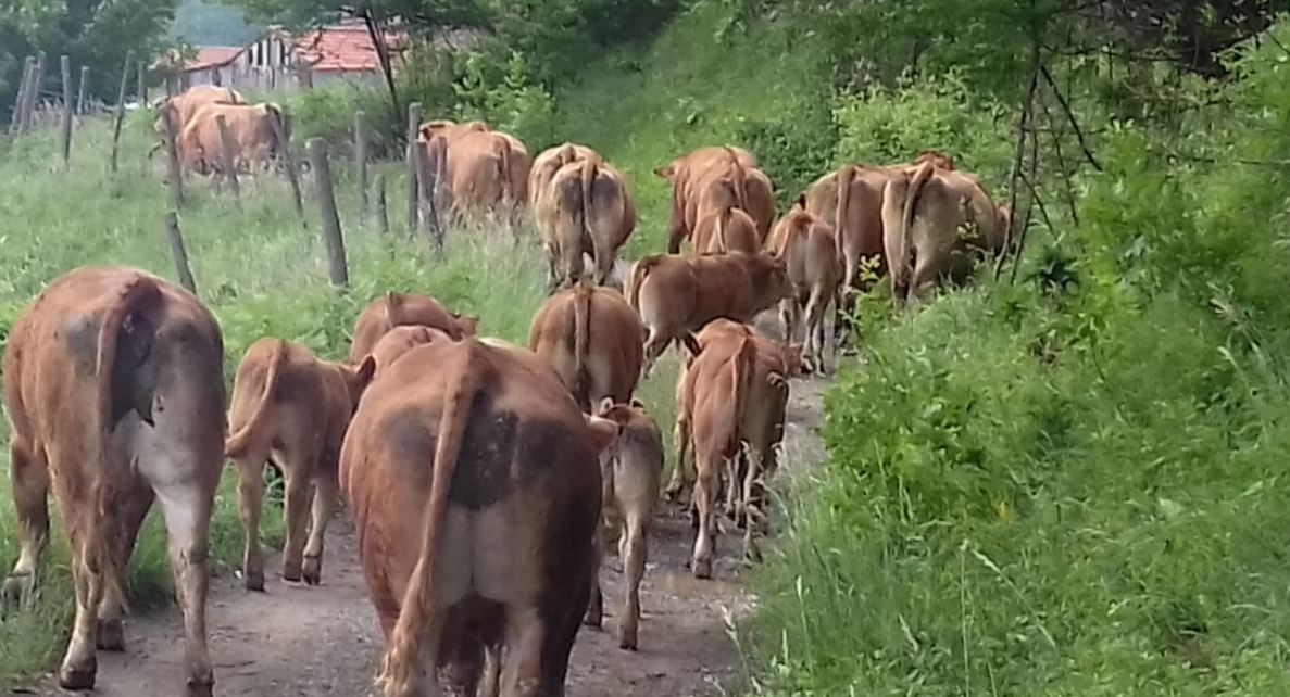 cooperativa di allevamenti biologici a Varese Ligure