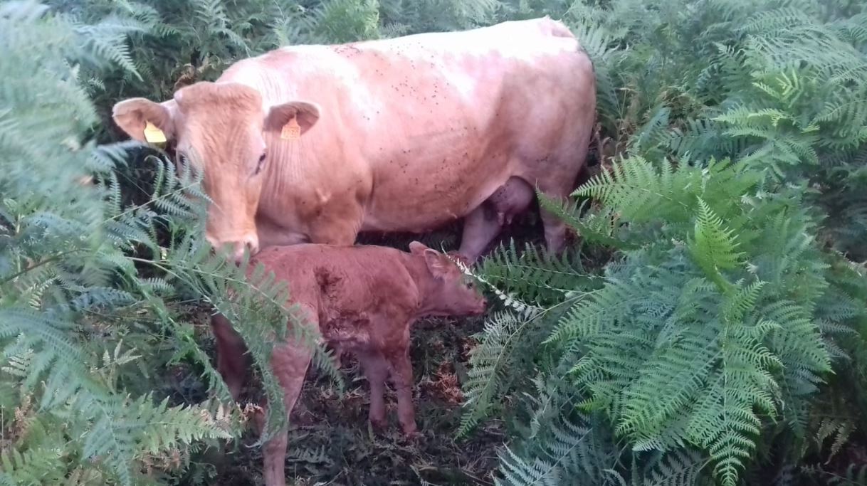 cooperativa di allevamenti biologici a Varese Ligure
