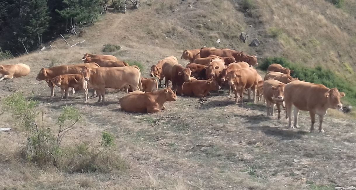 cooperativa di allevamenti biologici a Varese Ligure
