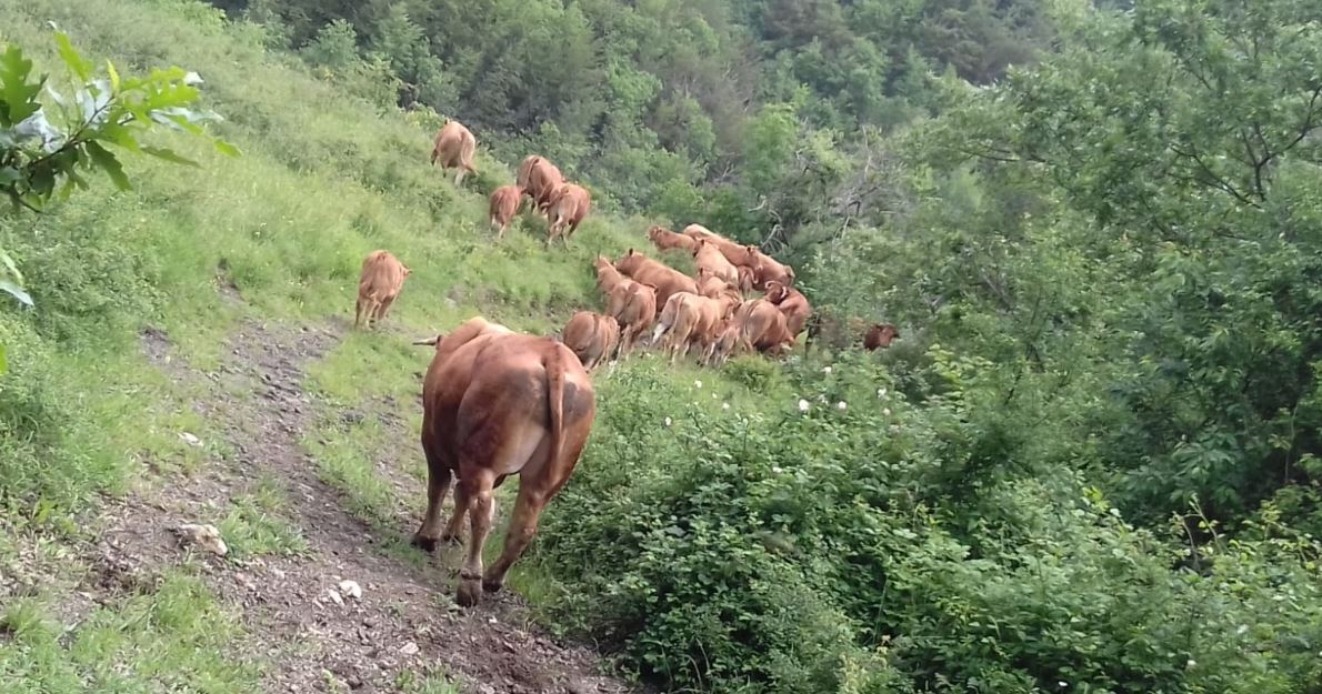 cooperativa di allevamenti biologici a Varese Ligure