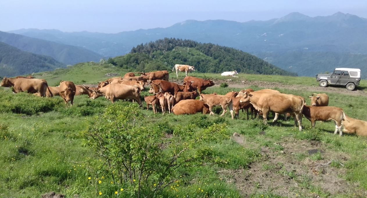 cooperativa di allevamenti biologici a Varese Ligure
