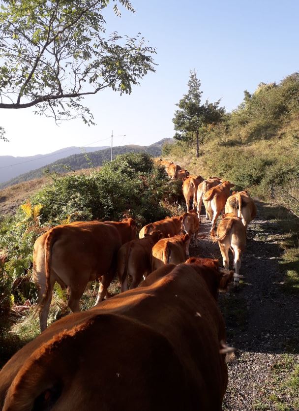 Allevamento bovini COOPERATIVA SAN PIETRO VARA VARESE LIGURE