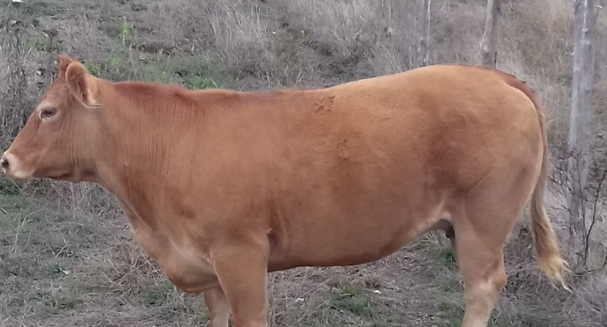 cooperativa di allevamenti biologici a Varese Ligure