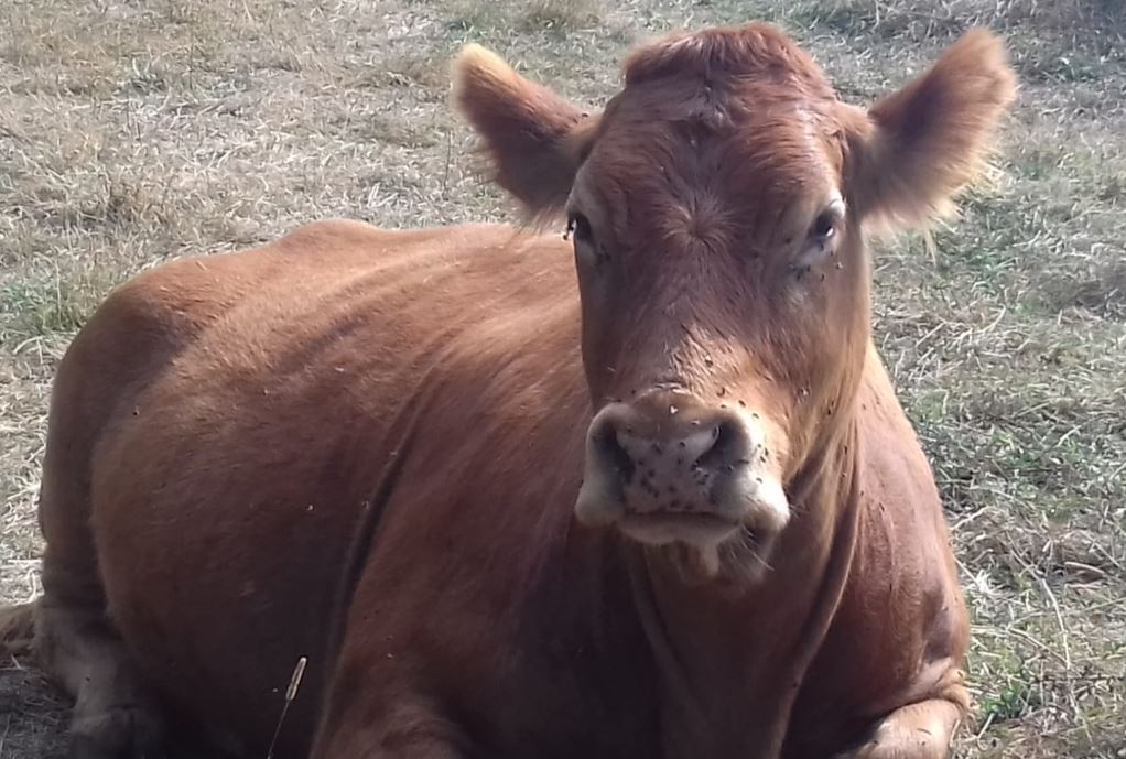 cooperativa di allevamenti biologici a Varese Ligure