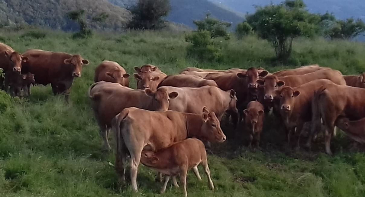 cooperativa di allevamenti biologici a Varese Ligure