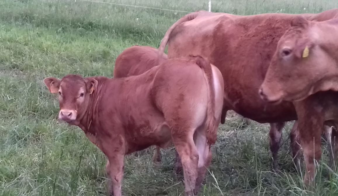 cooperativa di allevamenti biologici a Varese Ligure