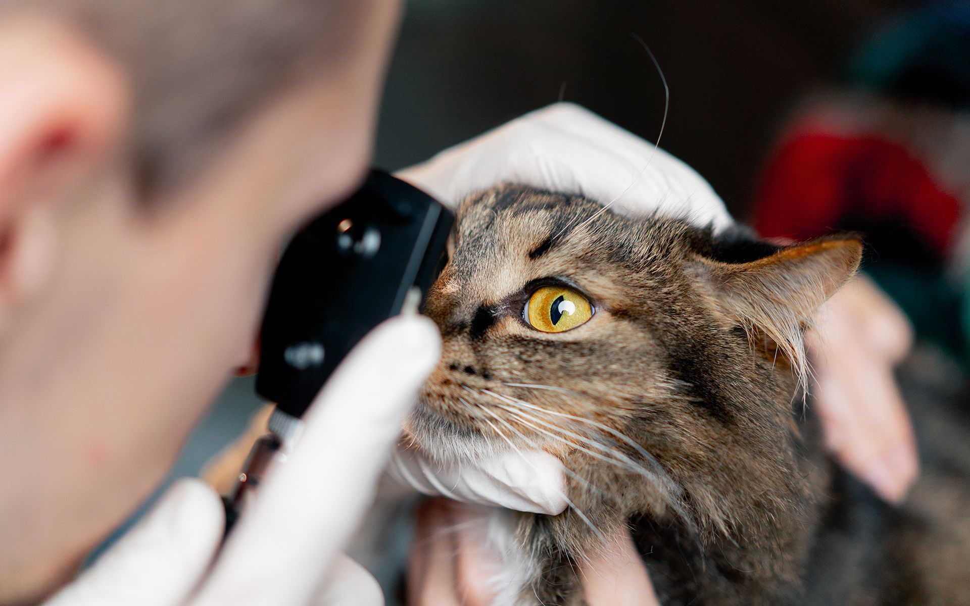 Vet examining a golden retriever's ear with an otoscope; in a clinic.