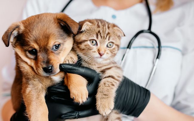 Veterinarian holding a puppy and kitten. The pets are brown and tan, the vet wears gloves and a stethoscope.