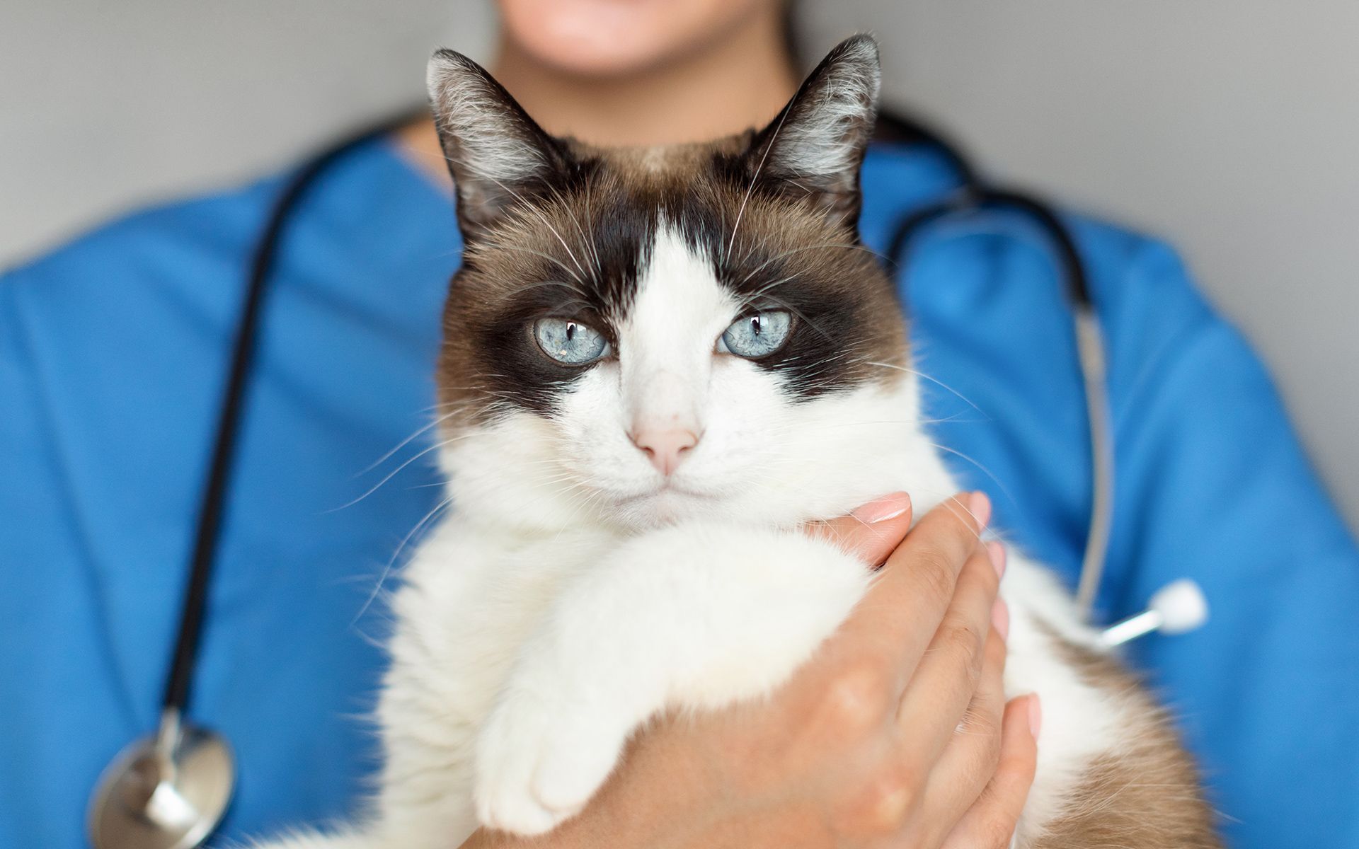 Veterinarians with a dog and cat in an exam room; both are smiling.