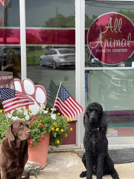 Two dogs sit in front of an animal clinic with American flags and flowers.