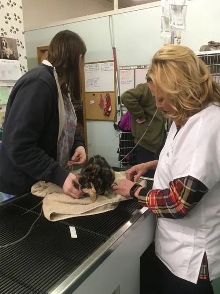 Veterinarian with an animal on a table, being treated. Someone else assists while a patient waits in the background.