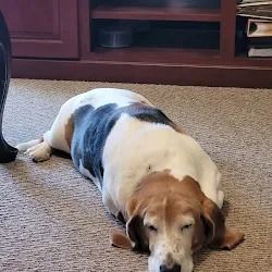 A beagle dog is laying down on a carpet, with white, brown, and black fur.
