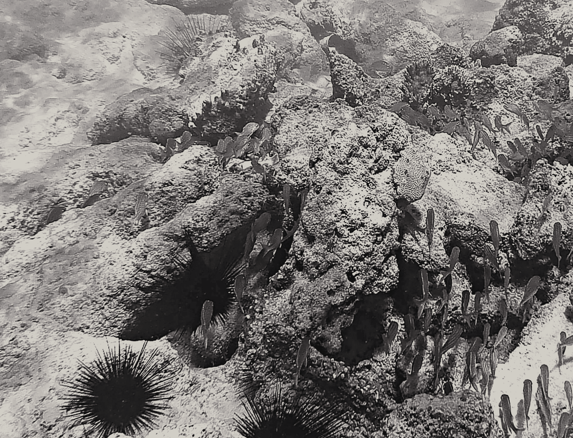 Old photograph of Sea urchins
