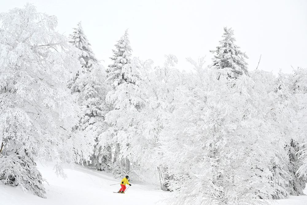 Une personne descend à ski une pente enneigée entourée d'arbres enneigés.