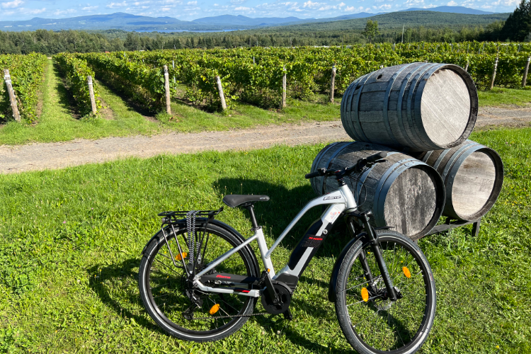 A bike parked beside stacked wine barrels in a sunny vineyard with mountains in the distance