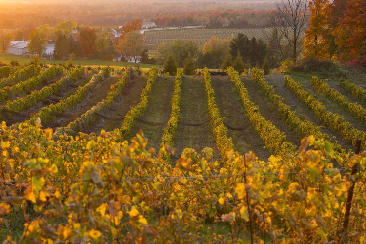 Un vignoble avec des rangées de vignes couvertes de feuilles jaunes au coucher du soleil.