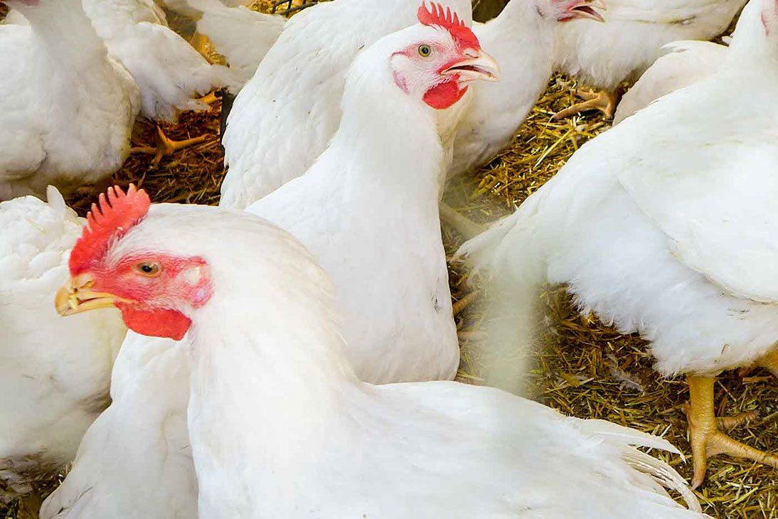 Glückliche Hühner im Innenraum des Huhniversum am Buchberghof Tegernsee in Bayern